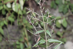 Andrographis affinis